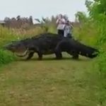 LOOK: Enormous reptile proves there are bigger gators than Patric Young