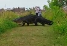 LOOK: Enormous reptile proves there are bigger gators than Patric Young